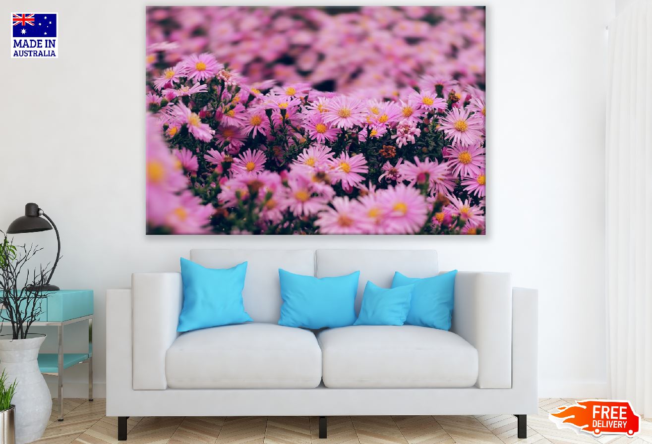 Pink Aster Flowers Closeup Photograph Print 100% Australian Made