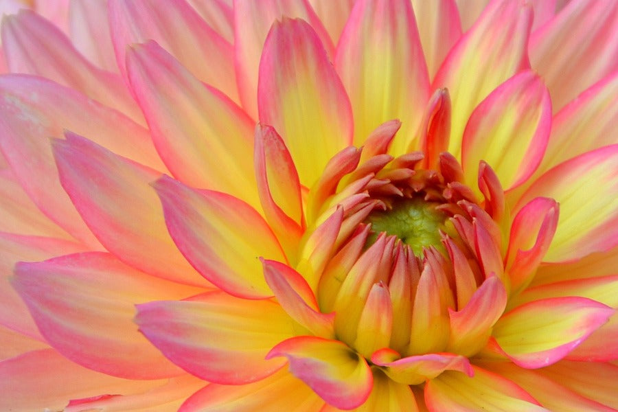 Yellow Pink Dahlia Flower Macro Photograph Print 100% Australian Made