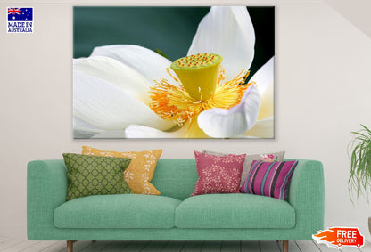 White Lotus Flower Closeup Photograph Print 100% Australian Made