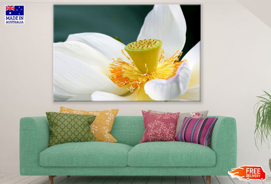 White Lotus Flower Closeup Photograph Print 100% Australian Made