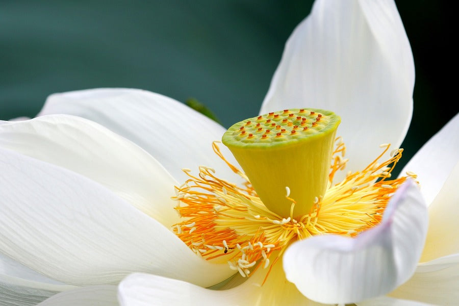 White Lotus Flower Closeup Photograph Print 100% Australian Made