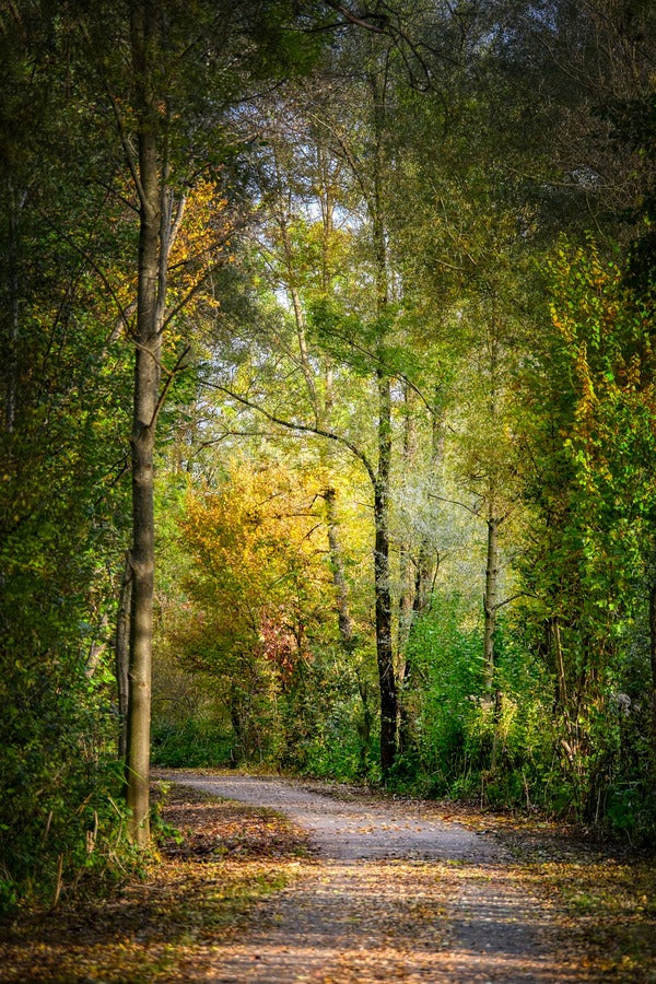 Pathway Covered with Autumn Trees Photograph Print 100% Australian Made