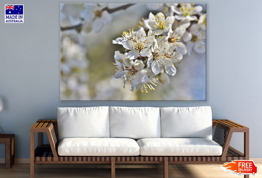 White Plum blossom Flowers Closeup Photograph Print 100% Australian Made