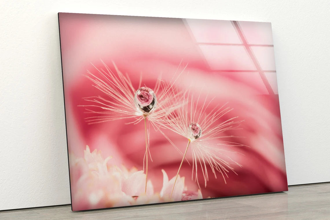 Waterdrops on Dandelion Flowers Photograph Acrylic Glass Print Tempered Glass Wall Art 100% Made in Australia Ready to Hang