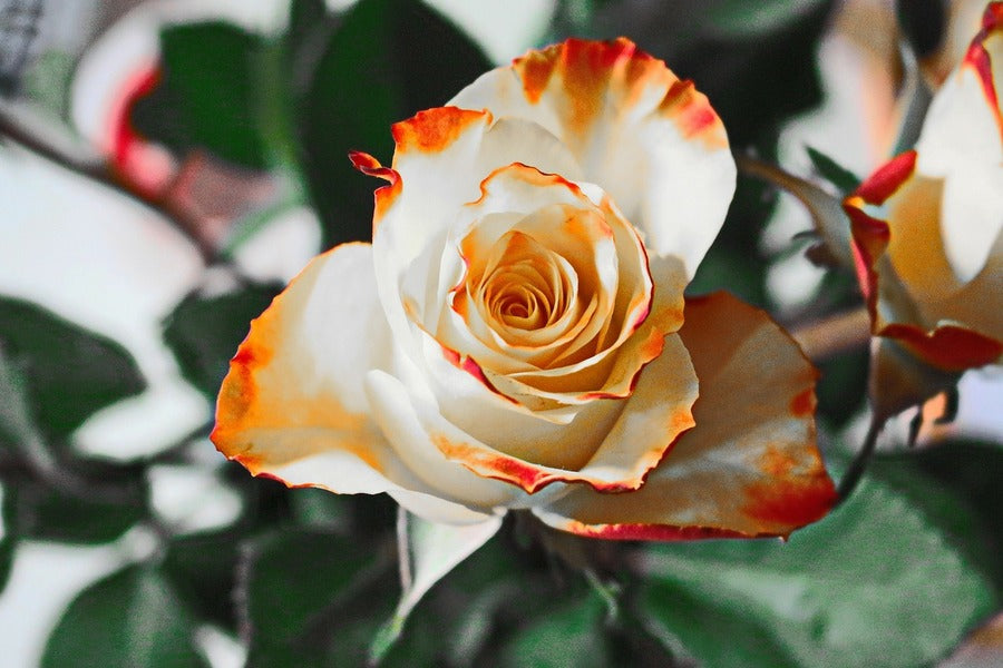 White Rose with Orange Tips Photograph Print 100% Australian Made