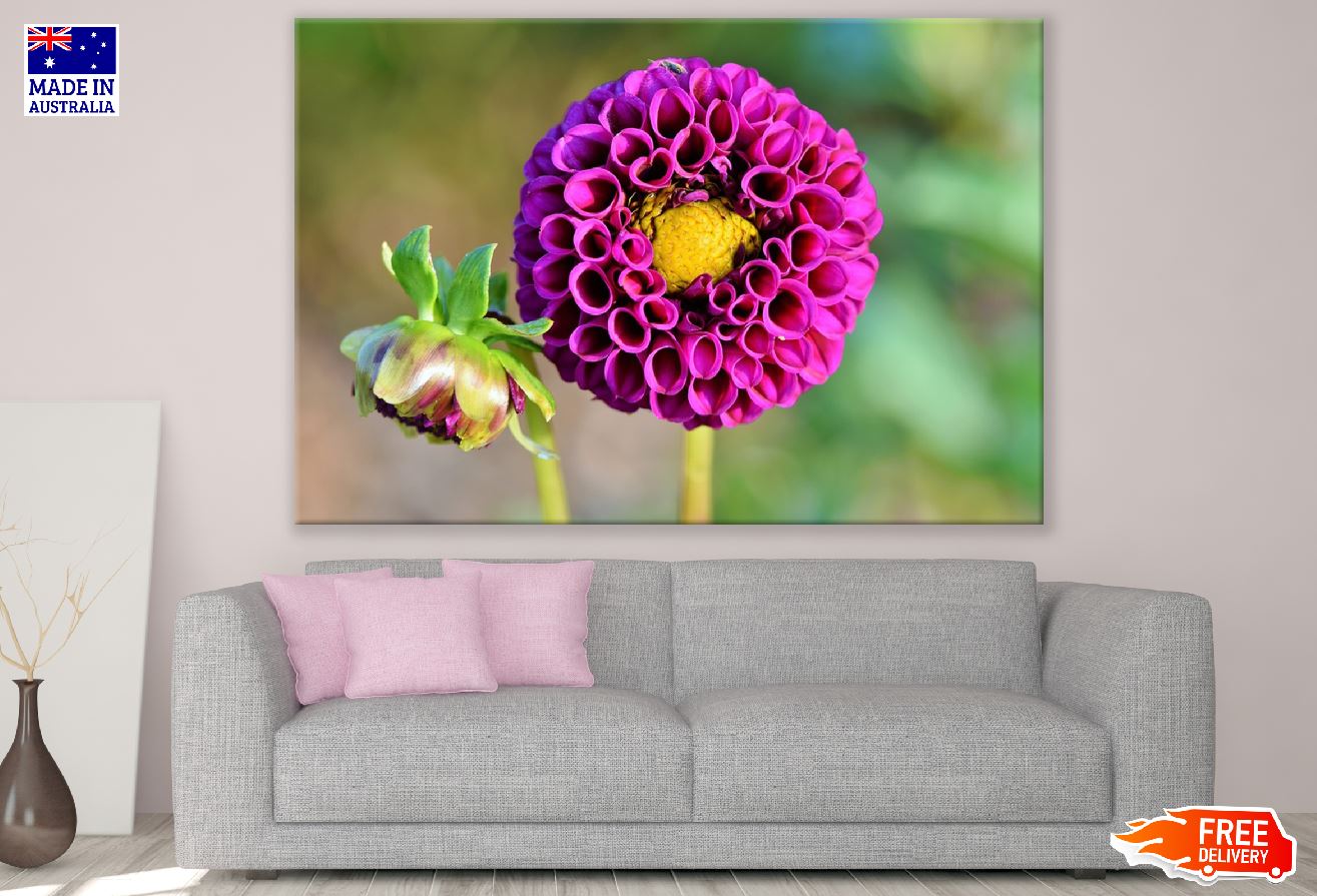 Purple Dahlia Flower Closeup Photograph Print 100% Australian Made