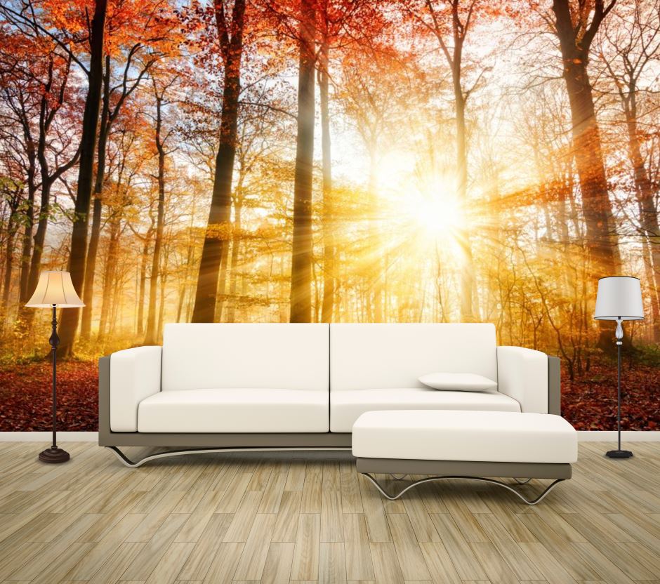 Wallpaper Murals Peel and Stick Removable Sunlight Through Forest Trees Photograph High Quality