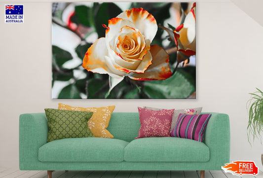 White Rose with Orange Tips Photograph Print 100% Australian Made