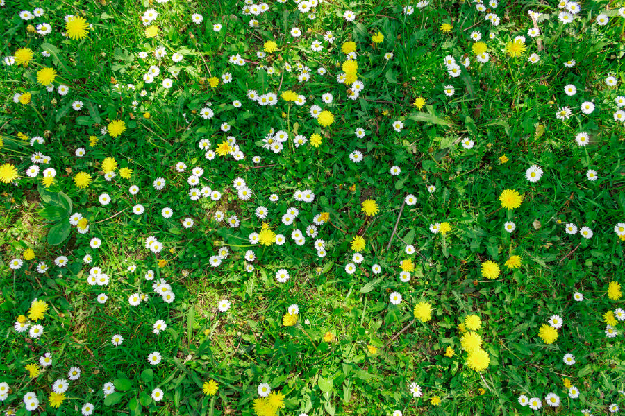 White Daisies Flower Aerial View Photograph Print 100% Australian Made