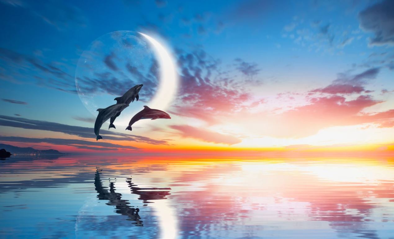Dolphins on Sea Scenery Photograph Home Decor Premium Quality Poster Print Choose Your Sizes