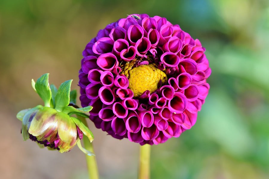 Purple Dahlia Flower Closeup Photograph Print 100% Australian Made