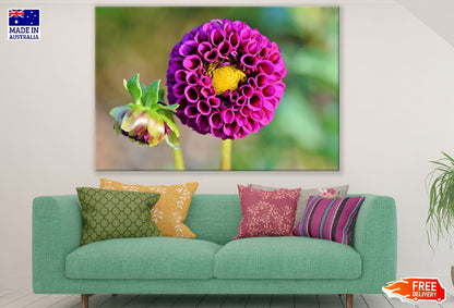 Purple Dahlia Flower Closeup Photograph Print 100% Australian Made