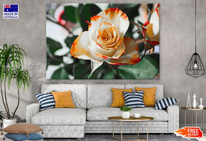 White Rose with Orange Tips Photograph Print 100% Australian Made