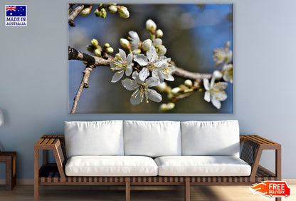 White Plum blossom Flowers with Branch Photograph Print 100% Australian Made
