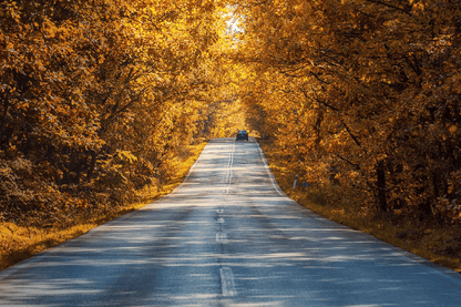 Road Covered Autumn Trees Photograph Print 100% Australian Made