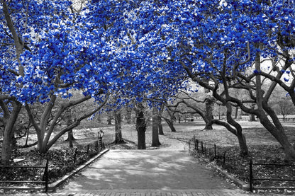 Blue Leaves with B&W Tree Photograph Print 100% Australian Made