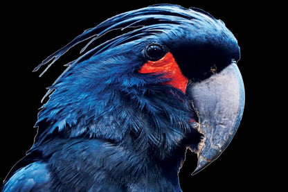 Blue Macaw Bird Portrait Photograph Home Decor Premium Quality Poster Print Choose Your Sizes