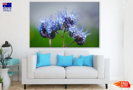 Blue Phacelia Flowers Closeup Photograph Print 100% Australian Made