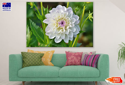 White Dahlia Flower Closeup Photograph Print 100% Australian Made