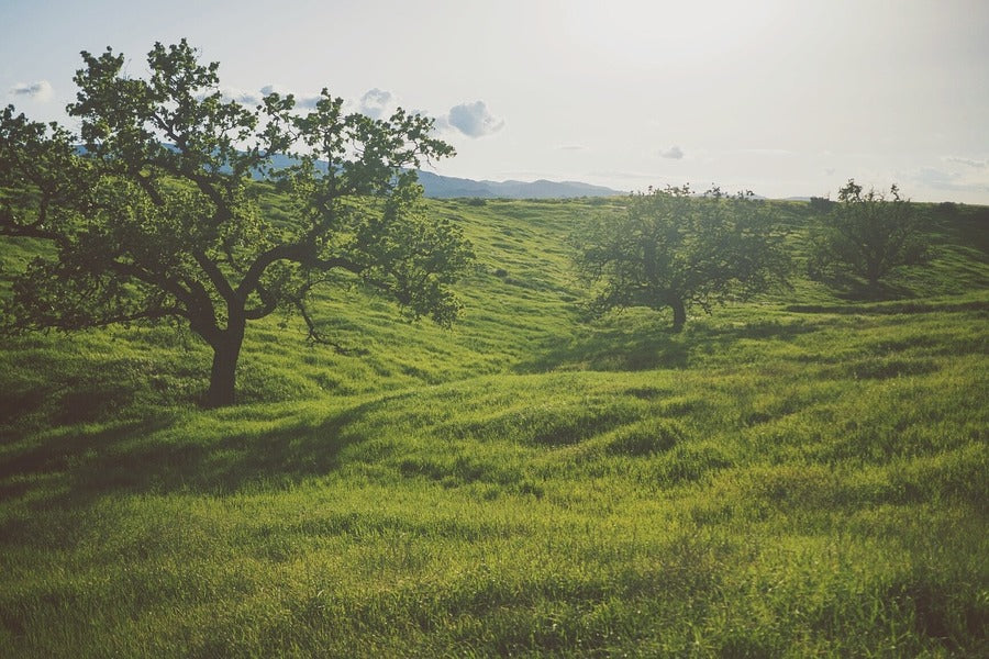 Trees on Green Grass Field Photograph Print 100% Australian Made