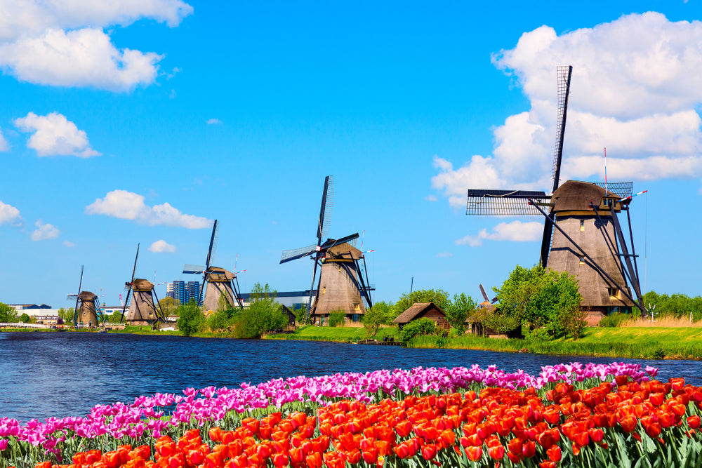 Flower Field & Windmills Scenery Home Decor Premium Quality Poster Print Choose Your Sizes