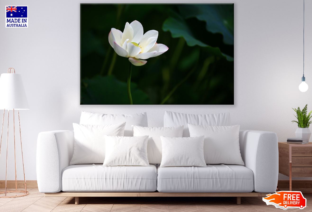 White Lotus Flower Photograph Print 100% Australian Made