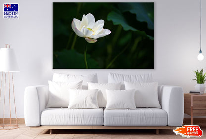 White Lotus Flower Photograph Print 100% Australian Made
