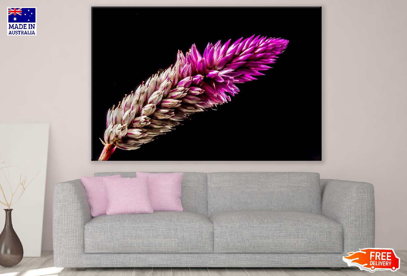 Pink Celosia Closeup Photograph Print 100% Australian Made