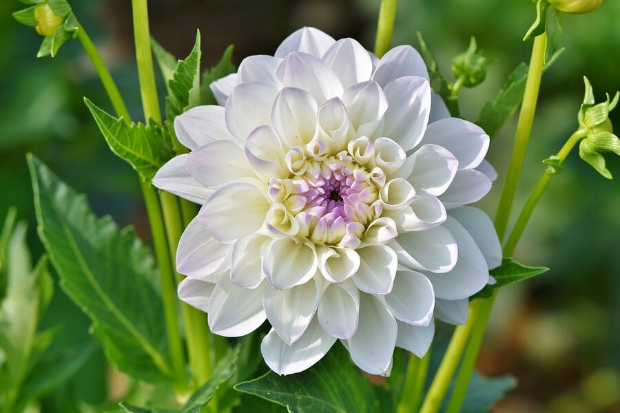 White Dahlia Flower Closeup Photograph Print 100% Australian Made