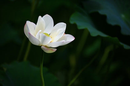 White Lotus Flower Photograph Print 100% Australian Made