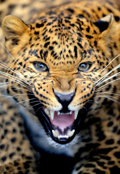Leopard Face Portrait Photograph Home Decor Premium Quality Poster Print Choose Your Sizes