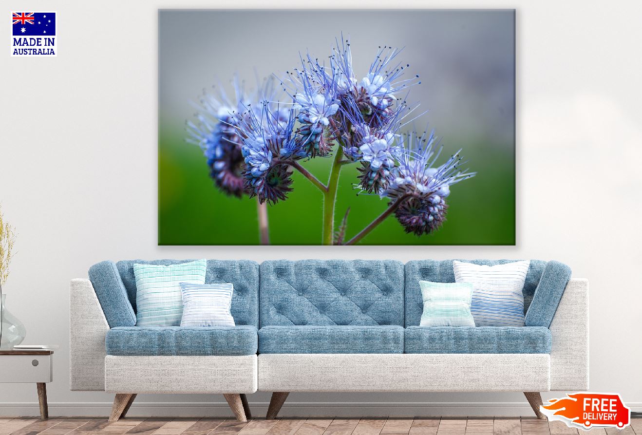 Blue Phacelia Flowers Closeup Photograph Print 100% Australian Made