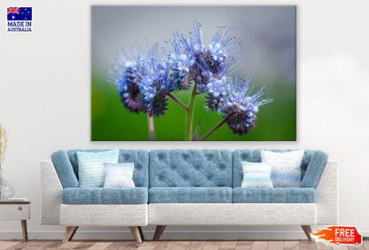 Blue Phacelia Flowers Closeup Photograph Print 100% Australian Made