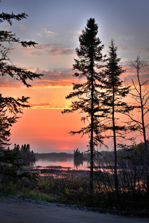 Tall Spruce Near the lake Sunset Photograph Print 100% Australian Made