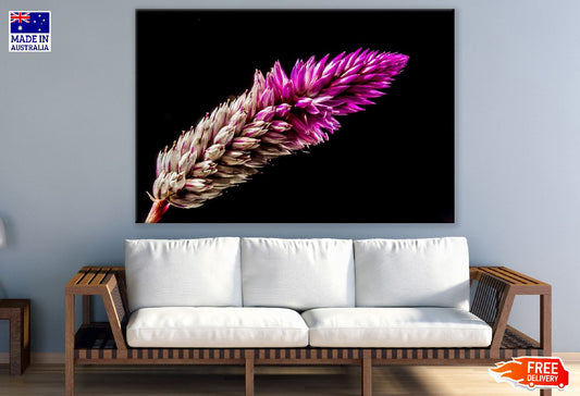 Pink Celosia Closeup Photograph Print 100% Australian Made