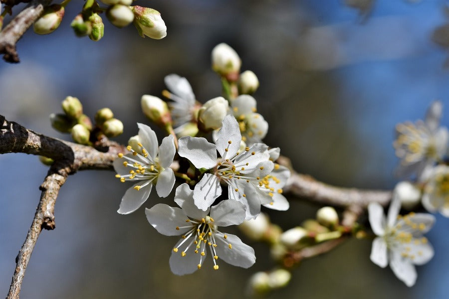 White Plum blossom Flowers with Branch Photograph Print 100% Australian Made