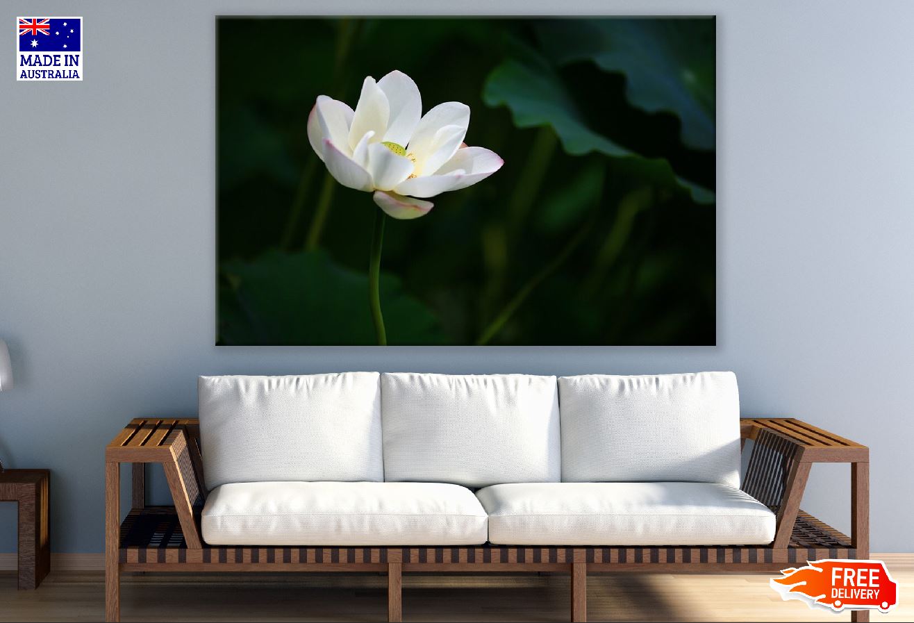 White Lotus Flower Photograph Print 100% Australian Made