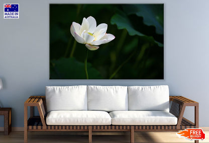 White Lotus Flower Photograph Print 100% Australian Made