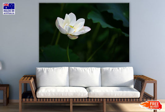White Lotus Flower Photograph Print 100% Australian Made