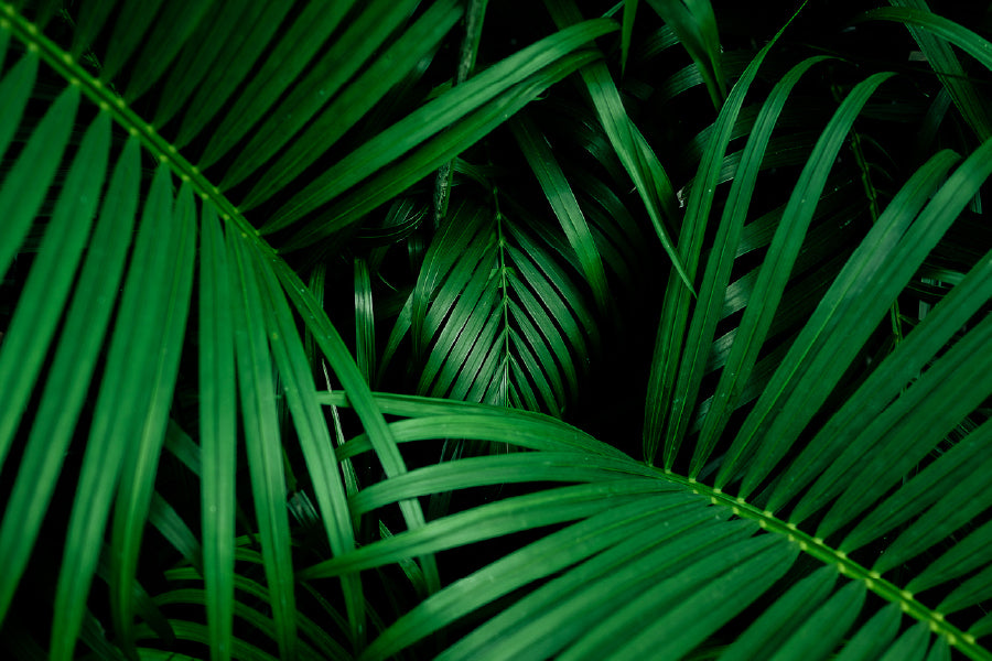 Tropical Palm Leaves Photograph Print 100% Australian Made
