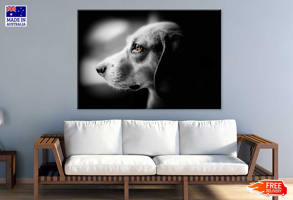 Orange Eye Dog B&W Photograph Print 100% Australian Made