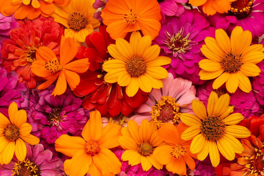Orange Red & Pink Flowers View Photograph Home Decor Premium Quality Poster Print Choose Your Sizes
