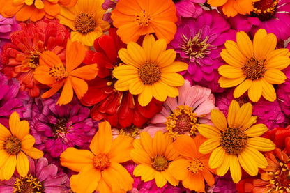 Orange Red & Pink Flowers View Photograph Home Decor Premium Quality Poster Print Choose Your Sizes
