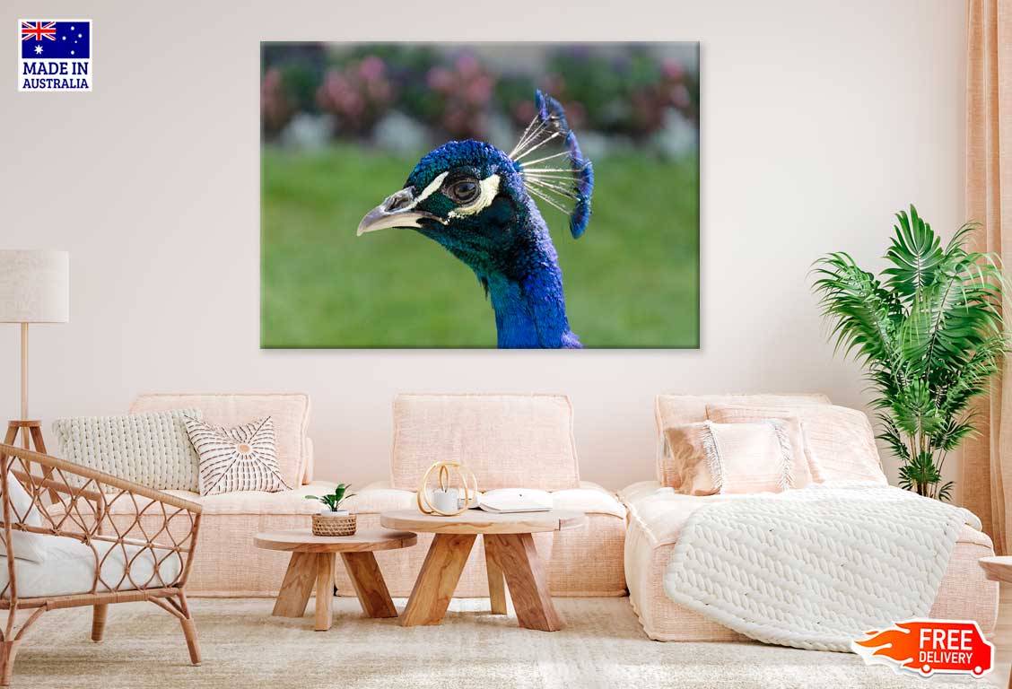 Peacock Face Side View Photograph Print 100% Australian Made