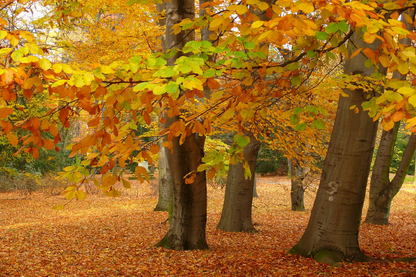 Autumn Forest & Ground Covered with Leaves Photograph Print 100% Australian Made