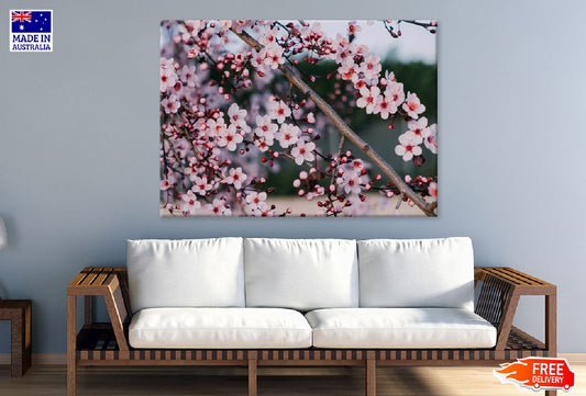 Pink Blossom Flowers Branch View Photograph Print 100% Australian Made