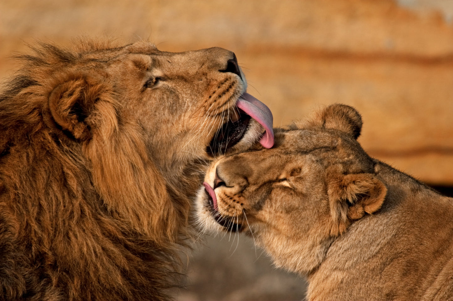 Lion & Lioness Portrait View Home Decor Premium Quality Poster Print Choose Your Sizes