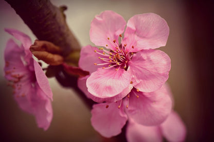 Cherry Blossom Flowers and Pistil Photograph Print 100% Australian Made