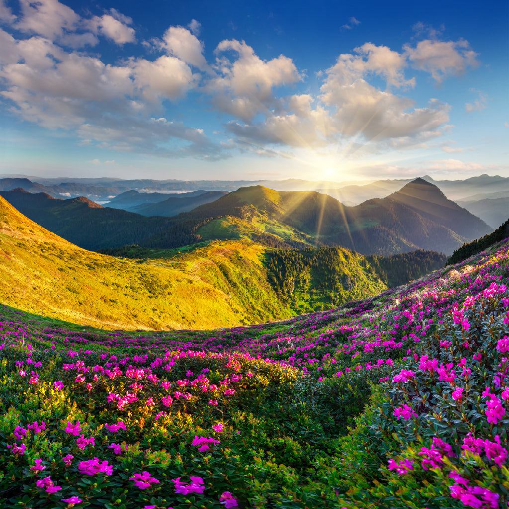 Square Canvas Rhododendron Summer Mountain View Photograph High Quality Print 100% Australian Made