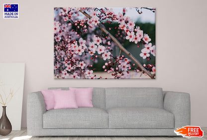 Pink Blossom Flowers Branch View Photograph Print 100% Australian Made